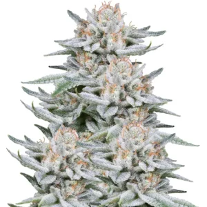 Gorilla – Dutch Genetics