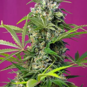 Gorilla Girl – Sweet Seeds