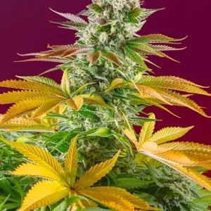 Gorilla Girl F1 Fast Version – Sweet Seeds