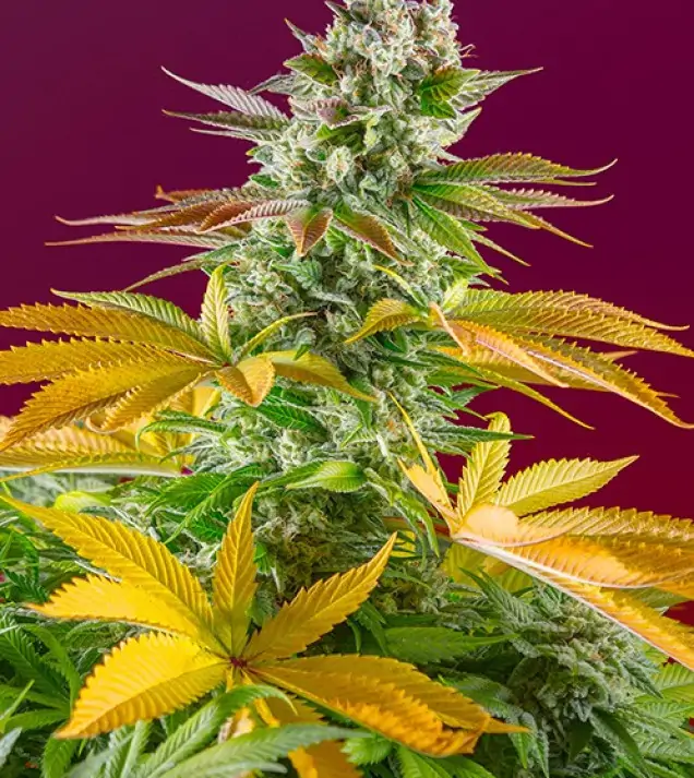 Gorilla Girl F1 Fast Version – Sweet Seeds Gorilla Girl F1 Fast Version – Sweet Seeds