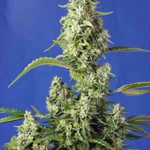 Gorilla Girl XL Auto – Sweet Seeds