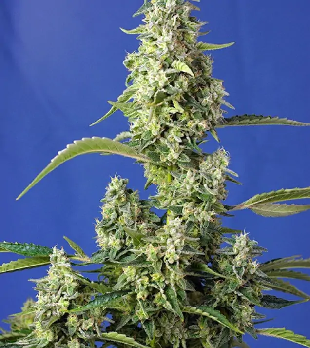 Gorilla Girl XL Auto – Sweet Seeds Gorilla Girl XL Auto – Sweet Seeds