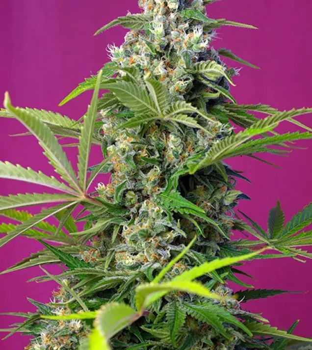 Gorilla Girl – Sweet Seeds Gorilla Girl – Sweet Seeds