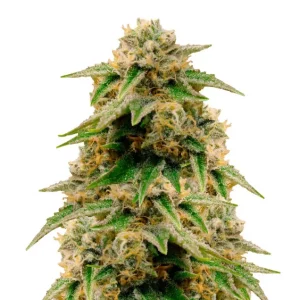 Gorilla Glue Auto – Dutch Genetics