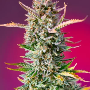 Gorilla Sherbet F1 Fast Version – Sweet Seeds