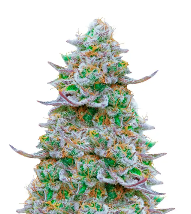 Gorilla Zkittlez Auto – Dutch Genetics Gorilla Zkittlez Auto – Dutch Genetics