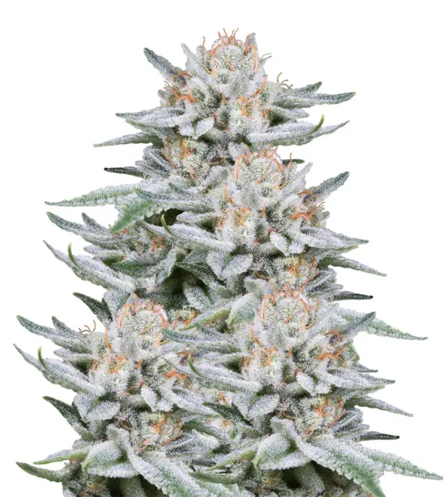 Gorilla – Dutch Genetics Gorilla – Dutch Genetics