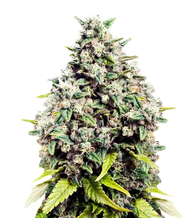Grapefruit – Dutch Genetics Grapefruit – Dutch Genetics
