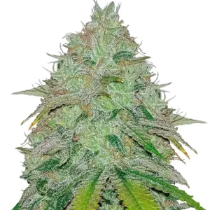 Nasiona Amnesia Kush Auto - haze x OG | Sidbank