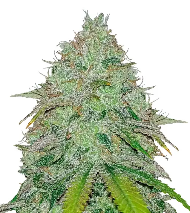 Green Crack – Dutch Genetics Green Crack – Dutch Genetics