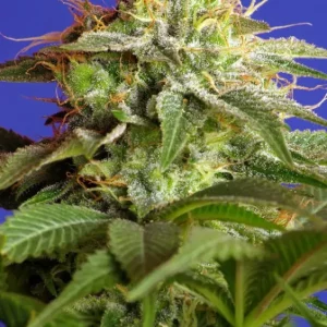 Green Poison – Sweet Seeds