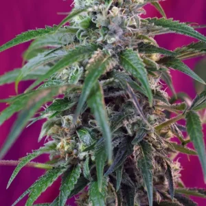 Green Poison Auto – Sweet Seeds