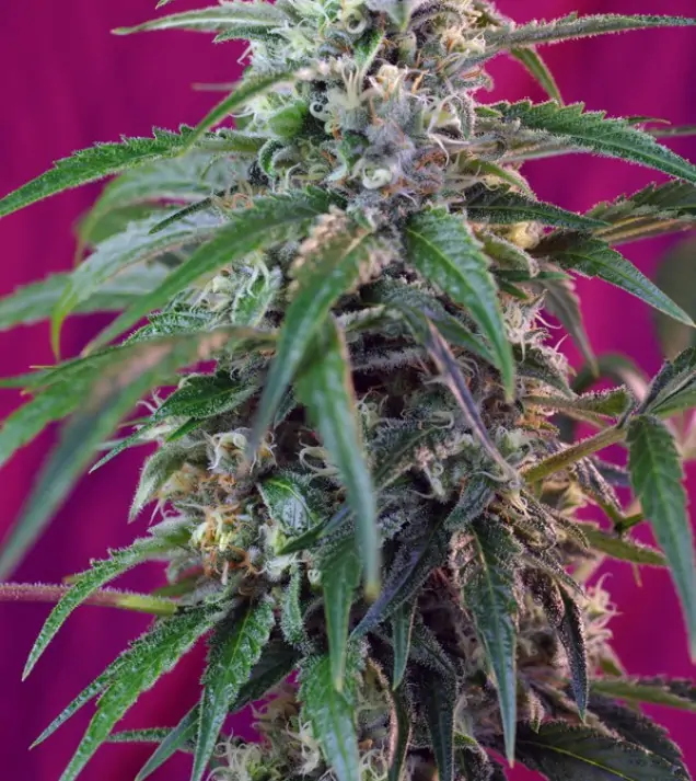 Green Poison Auto – Sweet Seeds Green Poison Auto – Sweet Seeds