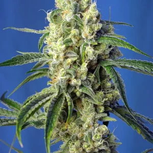 Green Poison CBD – Sweet Seeds