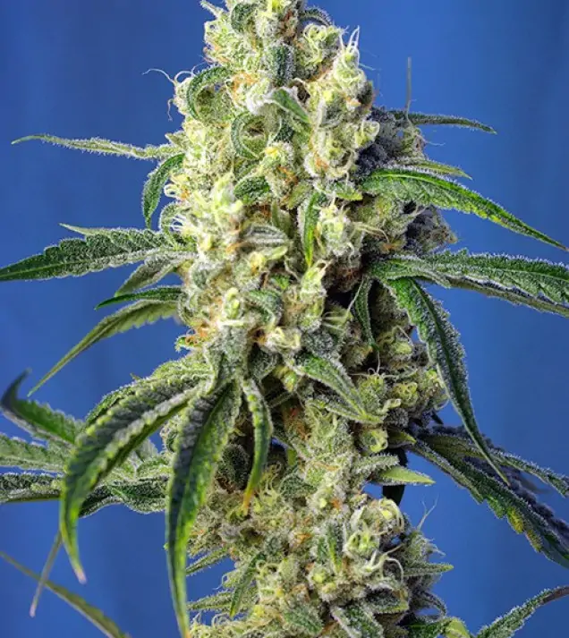 Green Poison CBD – Sweet Seeds Green Poison CBD – Sweet Seeds