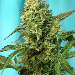 Green Poison Fast Version – Sweet Seeds