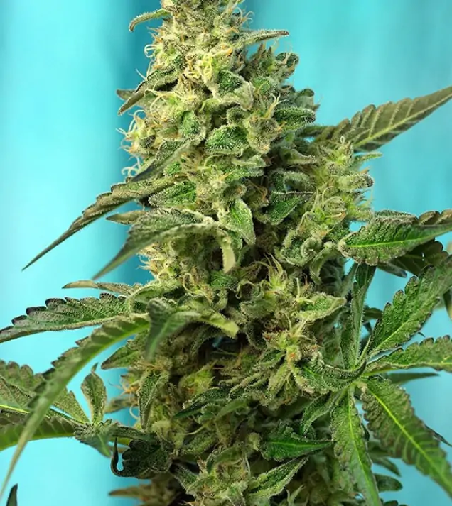 Green Poison Fast Version – Sweet Seeds Green Poison Fast Version – Sweet Seeds
