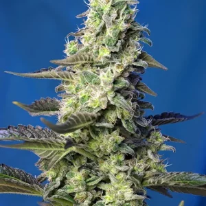 Green Poison XL Auto – Sweet Seeds