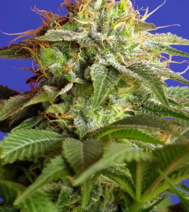 Green Poison – Sweet Seeds Green Poison – Sweet Seeds