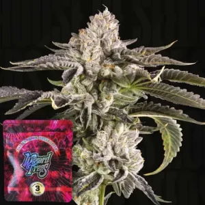 Gridlock – Wizard Trees