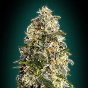 Heavy Bud – Advanced Seeds