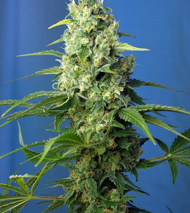 Honey Peach Auto CBD – Sweet Seeds Honey Peach Auto CBD – Sweet Seeds