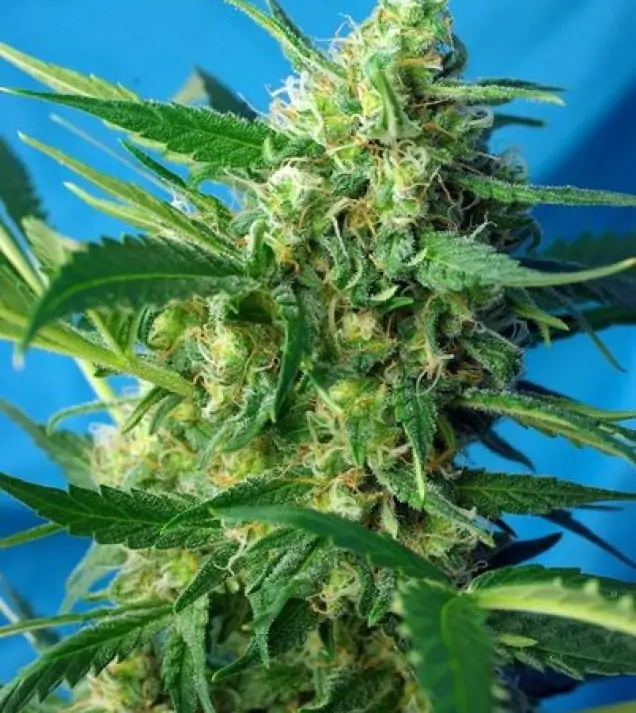 Ice Cool Auto (NYC Diesel Auto) – Sweet Seeds Ice Cool Auto (NYC Diesel Auto) – Sweet Seeds