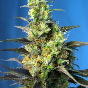 Ice Cool CBD – Sweet Seeds