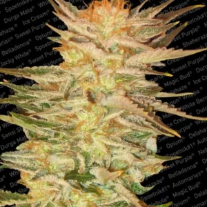 Ice Cream – Paradise Seeds
