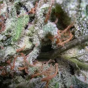 Indica Champions – Paradise Seeds