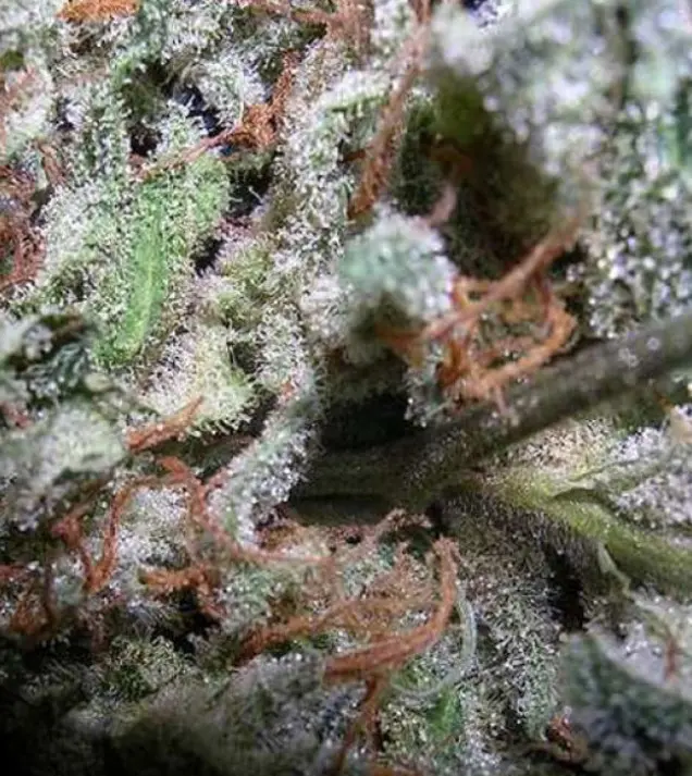 Indica Champions – Paradise Seeds Indica Champions – Paradise Seeds