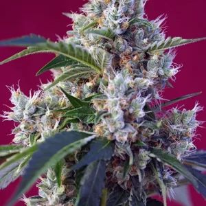 Indigo Berry Kush – Sweet Seeds