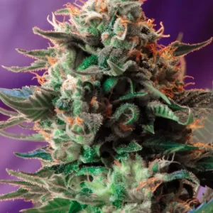 Jack 47 – Sweet Seeds
