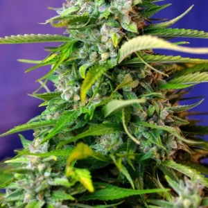 Jack 47 Auto – Sweet Seeds