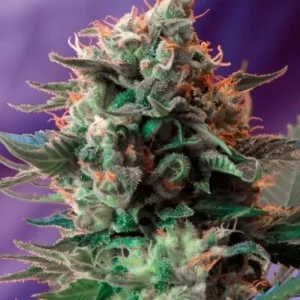Jack 47 F1 Fast Version – Sweet Seeds