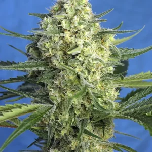 Jack 47 XL Auto – Sweet Seeds