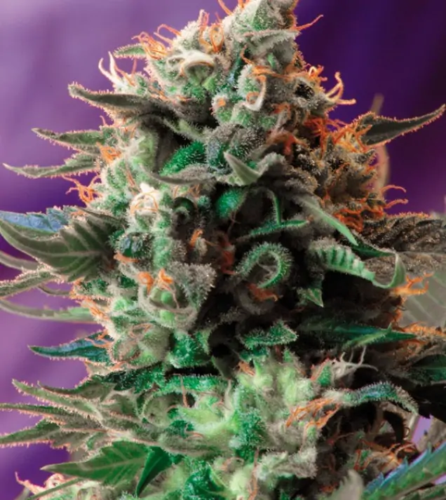 Jack 47 – Sweet Seeds Jack 47 – Sweet Seeds