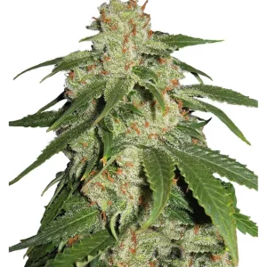 Jack Herer – Dutch Genetics