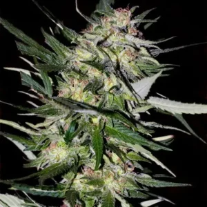 Jack Plant – Advanced Seeds