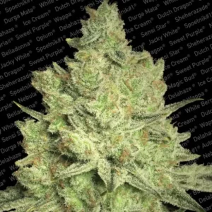 Jacky White – Paradise Seeds