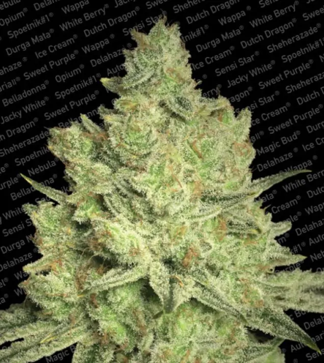 Jacky White – Paradise Seeds Jacky White – Paradise Seeds