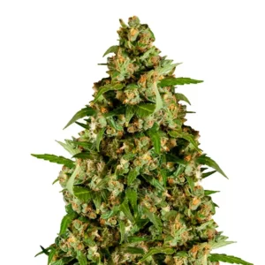 Jamaican Dream – Dutch Genetics