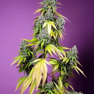 Jet Fuel Mandarine XL Auto – Sweet Seeds