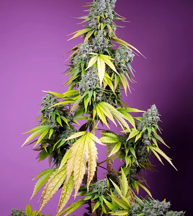 Jet Fuel Mandarine XL Auto – Sweet Seeds Jet Fuel Mandarine XL Auto – Sweet Seeds