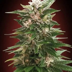 Kaya 47 – Advanced Seeds