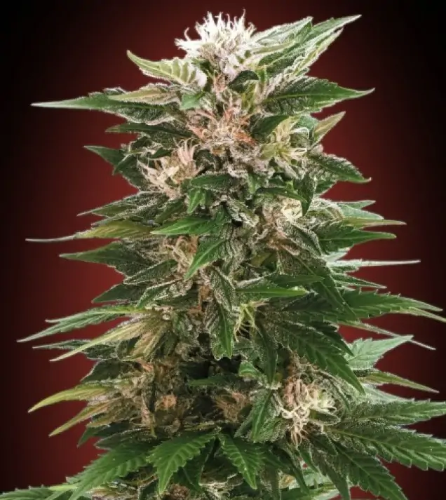 Kaya 47 – Advanced Seeds Kaya 47 – Advanced Seeds