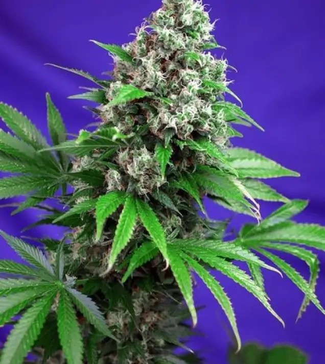 Killer Kush Fast Version – Sweet Seeds Killer Kush Fast Version – Sweet Seeds