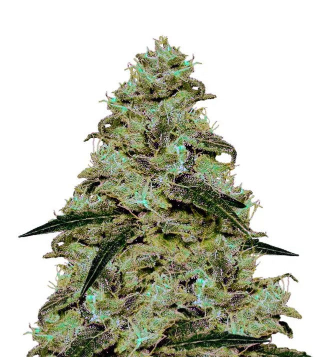 Kush Auto – Dutch Genetics Kush Auto – Dutch Genetics