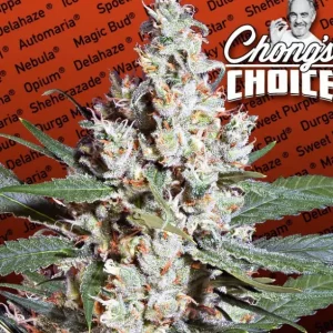 L.A. Amnesia – Paradise Seeds