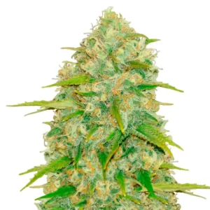 Lemon Bubba – Dutch Genetics